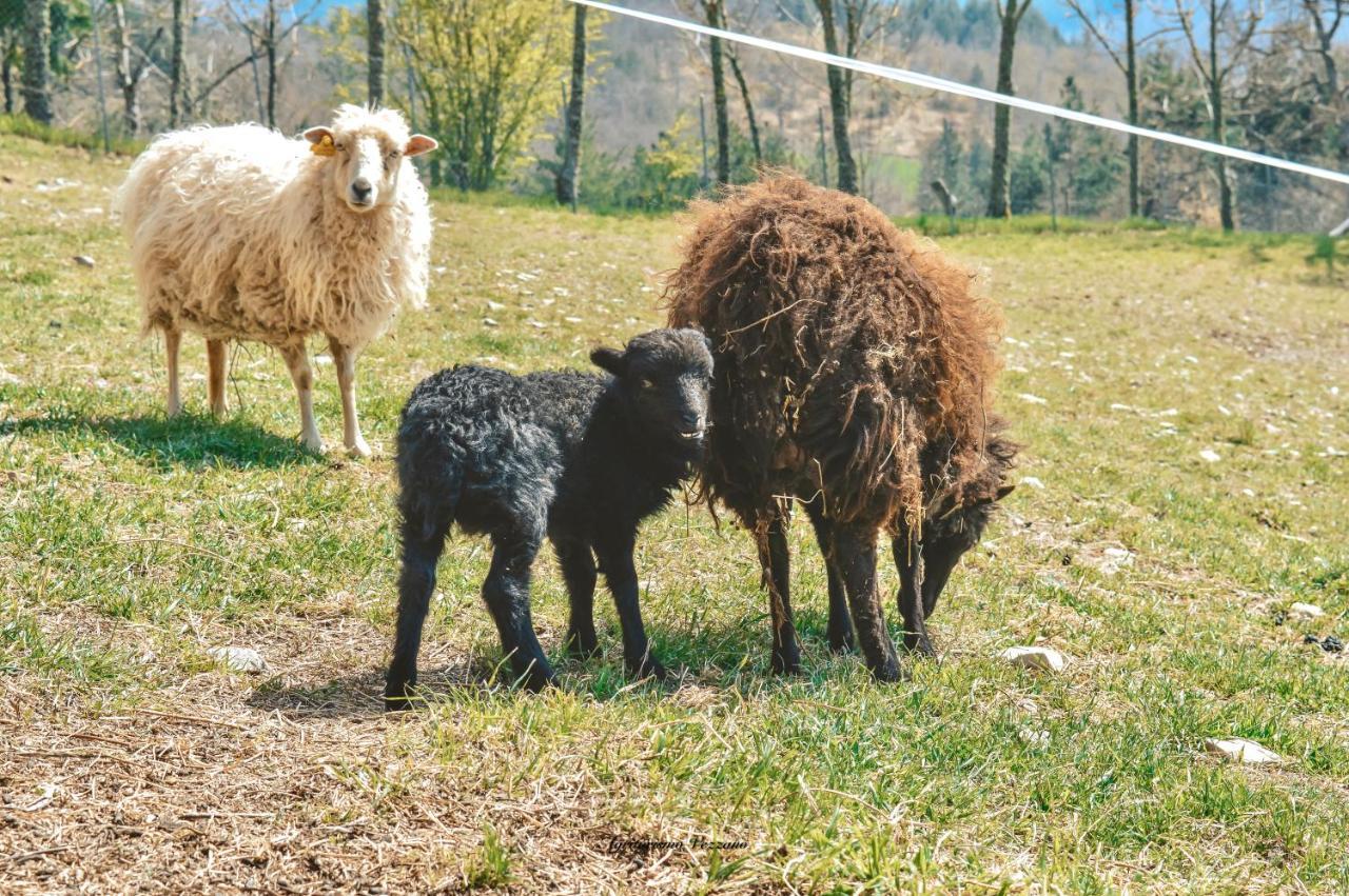 Agriturismo Vezzano Chiusi della Verna Zewnętrze zdjęcie